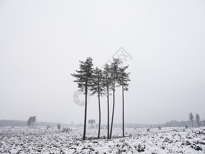 鲁斯德严冬风景中的一小群松树这些位于荷兰河边的乌特勒希附近有少量松树背景