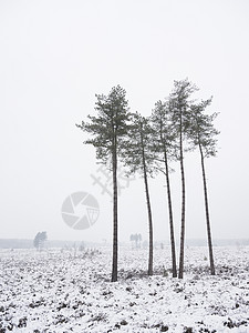 哈雪苏严冬风景中的一小群松树这些位于荷兰河边的乌特勒希附近有少量松树背景