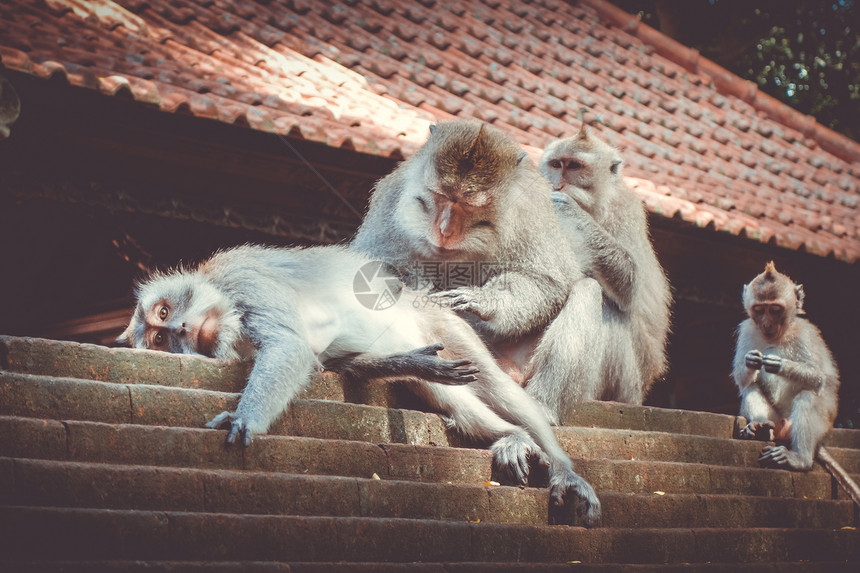 在神圣的猴子森林寺院屋顶上猴子乌布德巴利印地安尼西亚在猴子森林的寺院屋顶上猴子印地安尼西亚图片