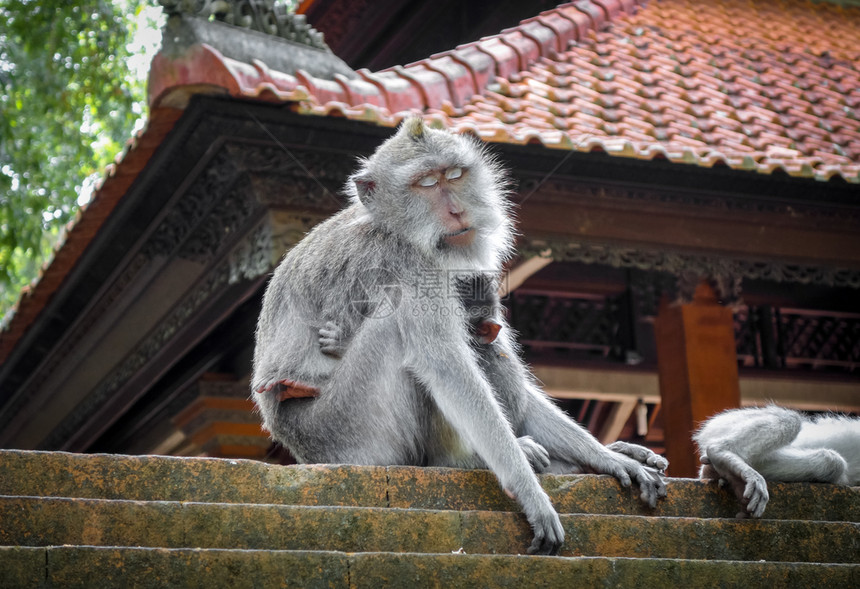 在神圣的猴子森林寺院屋顶上猴子乌布德巴利印地安尼西亚在猴子森林的寺院屋顶上猴子印地安尼西亚图片