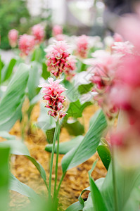 粉红色颜的郁金香花夏天的郁金香棕色白叶背景图片