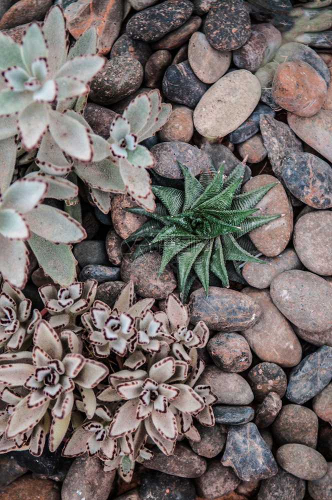 沙漠植物绿色营养石头家庭园艺和装饰养腐风格图片