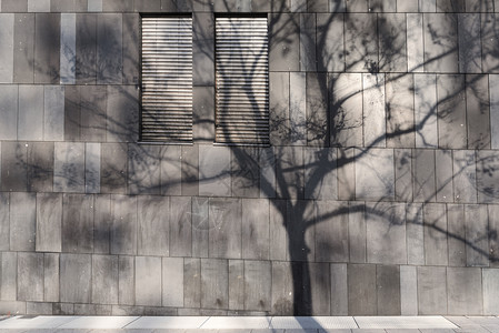 现代商业建筑外墙的一棵大树影子在晨光下stugar城市德国主义的概念图片