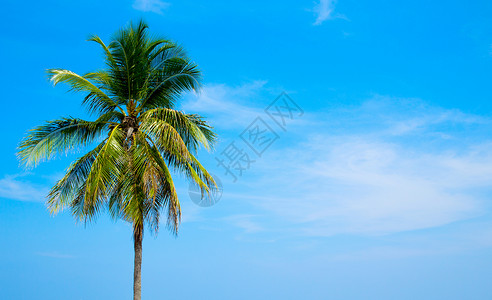 天空背景上的椰子树背景图片