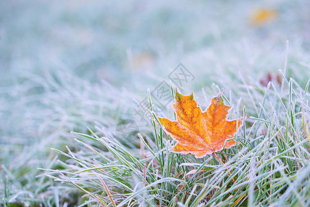 叶子和草地上的霜冻图片