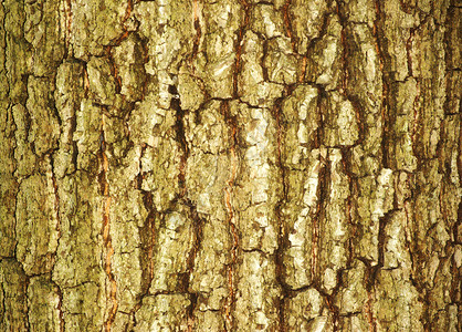 树的皮由旧皮纹理而成背景图片