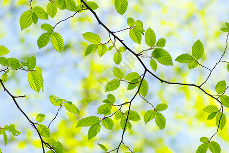 抽象背景的绿树叶背景图片