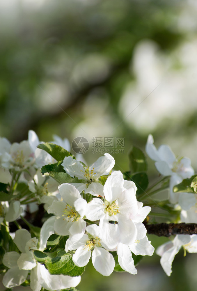 苹果树的春花和白图片