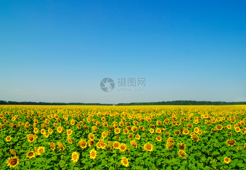 向日葵和蓝太阳天空图片