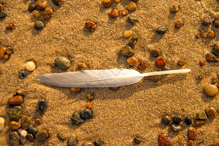 在沙滩上的羽毛在石子和沙滩上图片
