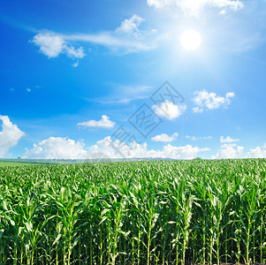 绿地有玉米蓝云的天空和太阳农业景观图片