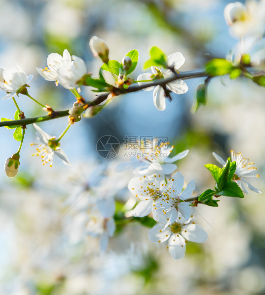 春暖花开杏树枝繁叶茂图片