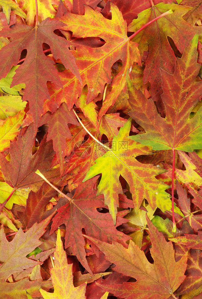 秋叶森林背景图片
