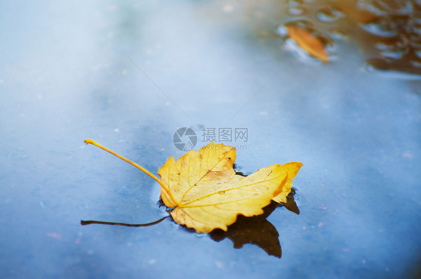 在水坑表面的落叶图片