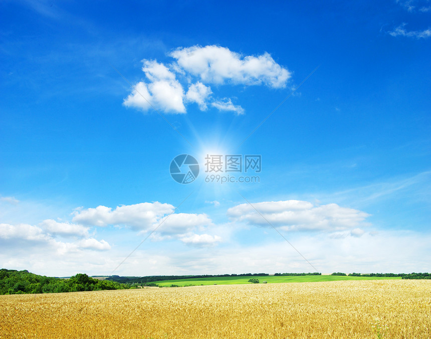 一片金麦和蓝的天空图片