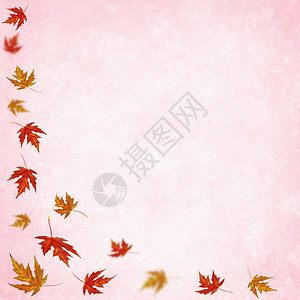 秋背景有彩色树叶图片