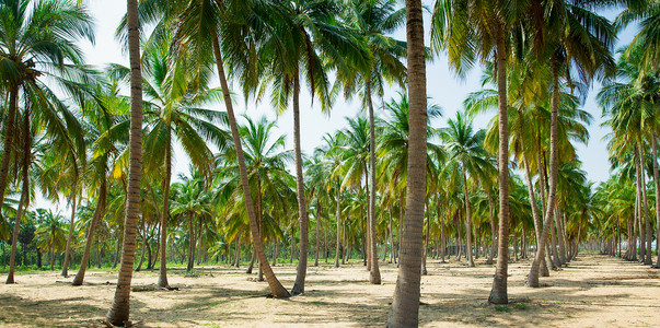 沙滩上的椰子棕榈树图片