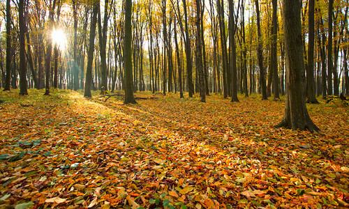 金色秋天森林有太阳光图片