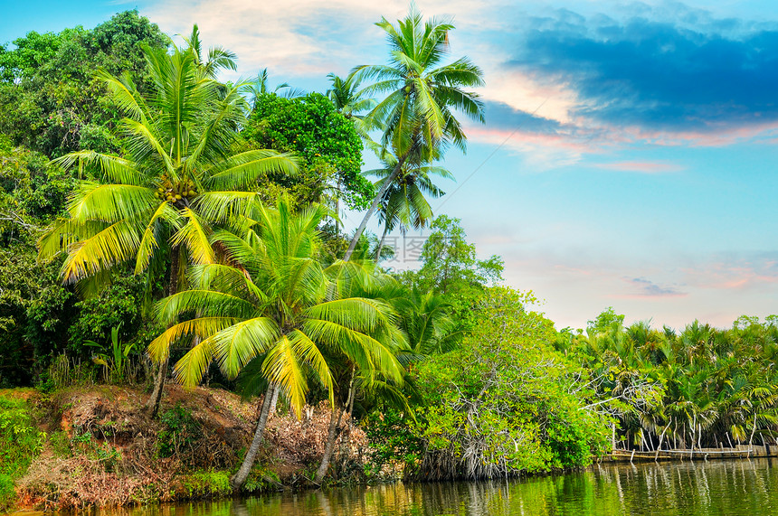 河流美丽的日出热带棕榈树图片