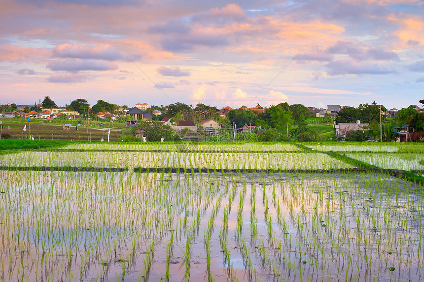 稻田梯本底小村庄的农景观baliIndoesia图片