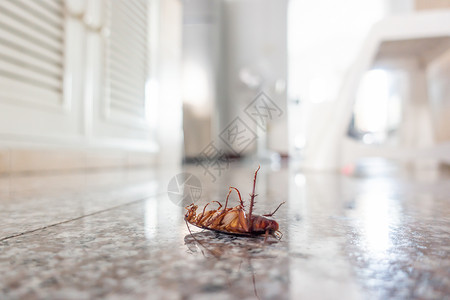 死磕地板上的死蟑螂虫害控制概念背景