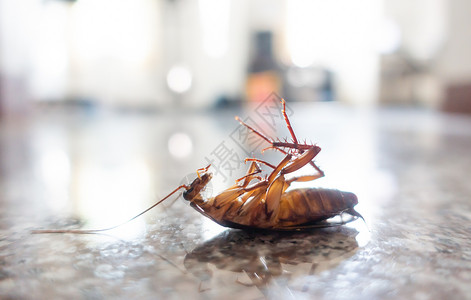 地板上的死蟑螂虫害控制概念背景图片