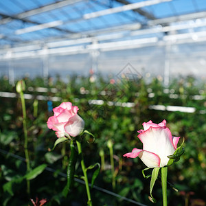 红花和白玫瑰在荷兰河边的温室里高清图片