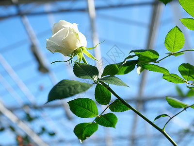 白玫瑰在阴地蓝色天空下的玻璃温室里高清图片