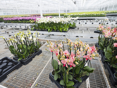 哈内曼足温室温室里的兰花背景