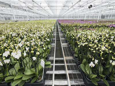 哈内曼足温室杜茨邦伯省扎尔特博姆梅附近的温室中富含彩色兰花背景
