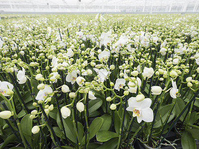 杜查温室充斥着白兰花在无脊椎骨的省份扎尔特邦梅附近高清图片