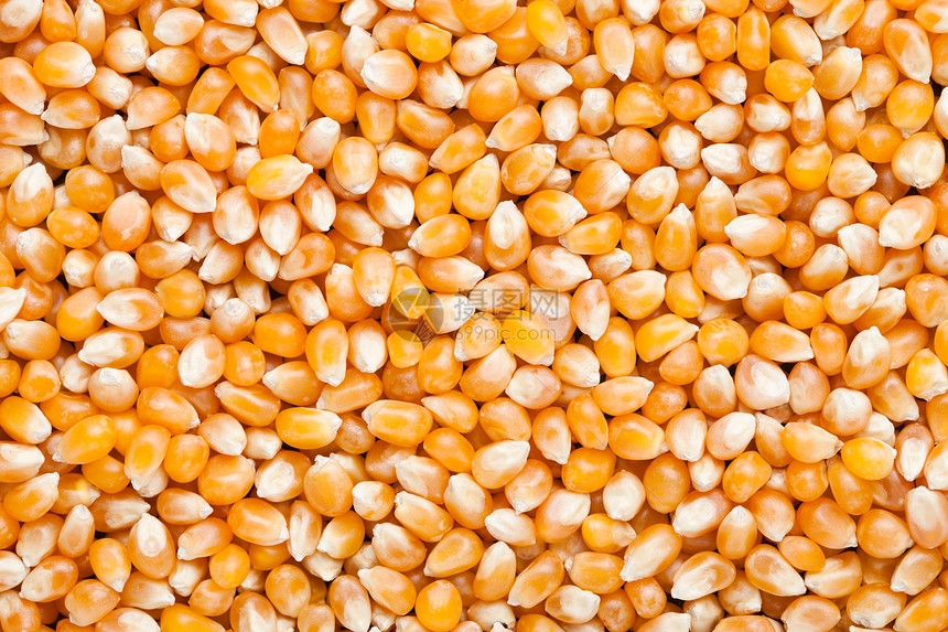 原金甜果玉米爆花谷物种子图片