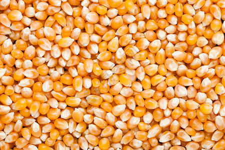 原金甜果玉米爆花谷物种子高清图片