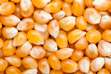 粗金糖玉米种子质谱宏观高清图片