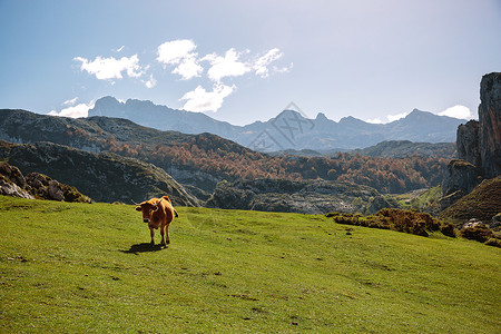在阳光明媚的日子里山上草地的牛高清图片