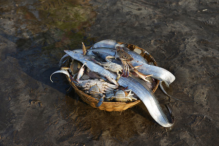 勒德纳吉里销售的新渔获物harney防水堤ratngimhstind销售的新渔获物inda背景