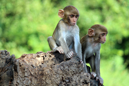 加纳帕蒂坐在岩石上的两只猴子马卡穆拉塔斯帕海德拉巴南加纳因地迪亚背景