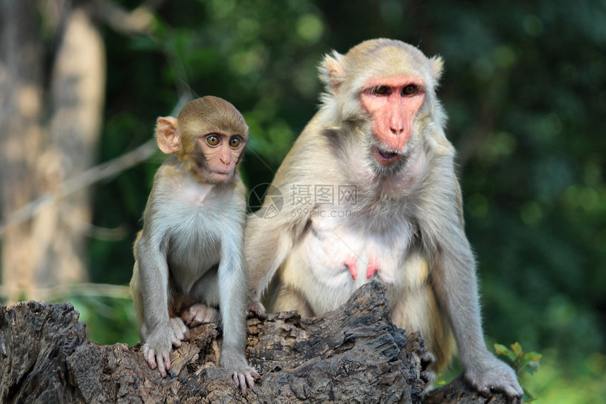母亲与她的年轻猴子玛卡拉塔斯帕黑德拉巴兰加纳因地迪亚图片