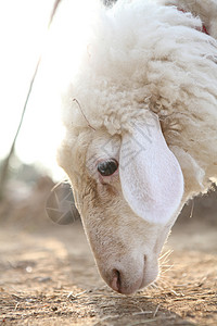 田里的羊图片
