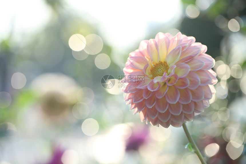 春花粉红图片