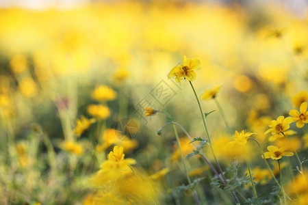 春天的黄色花朵紧闭图片