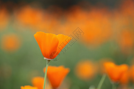 橙花橙色特写镜头高清图片