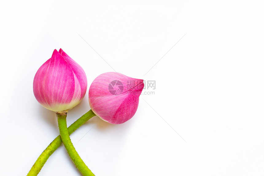 白色背景上的粉红莲花复制空间图片