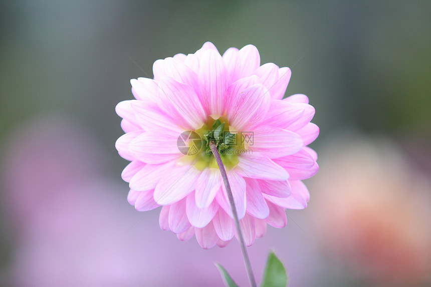 春花粉红图片