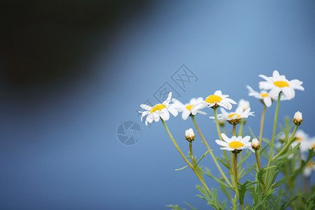 小白花背景图片