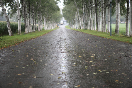 连成树木的乡村公路图片