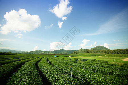 茶叶山图片