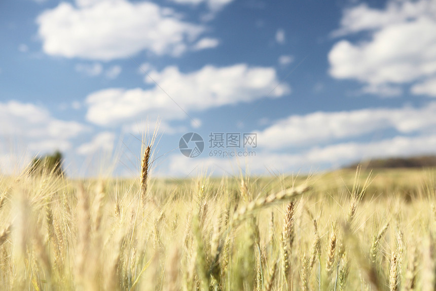 小麦田和蓝天空图片