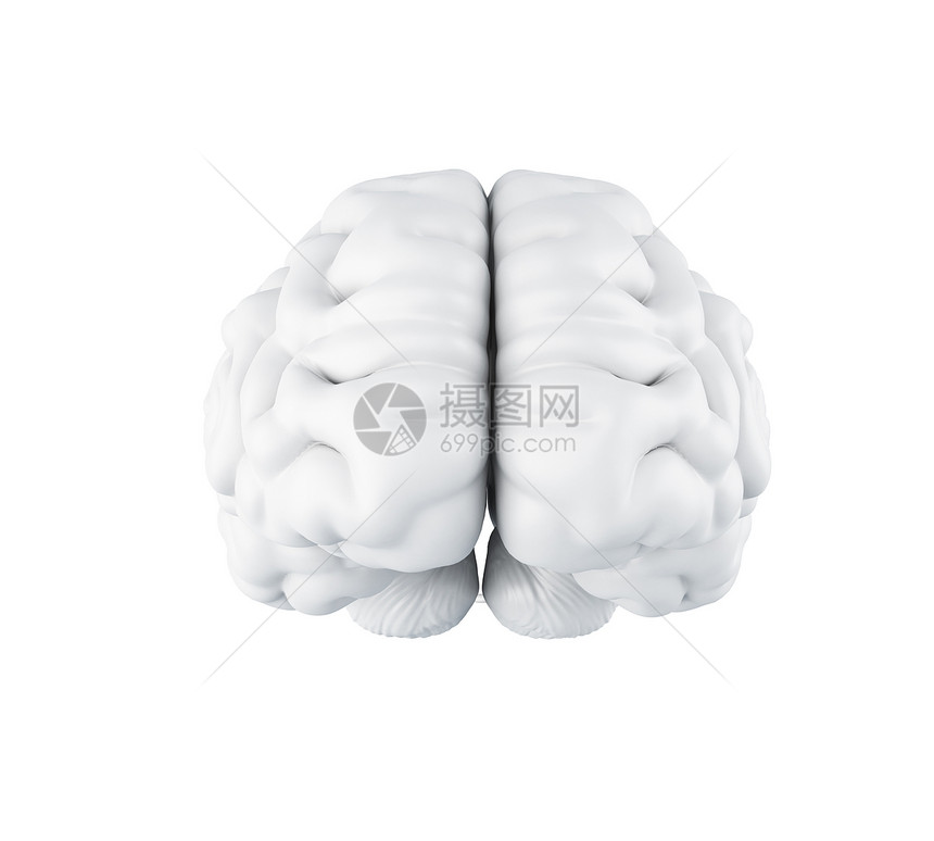 人类大脑科学解剖概念孤立的白色背景3d插图图片