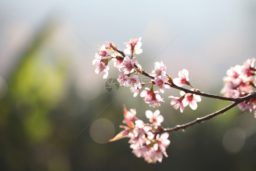 萨库拉樱花图片